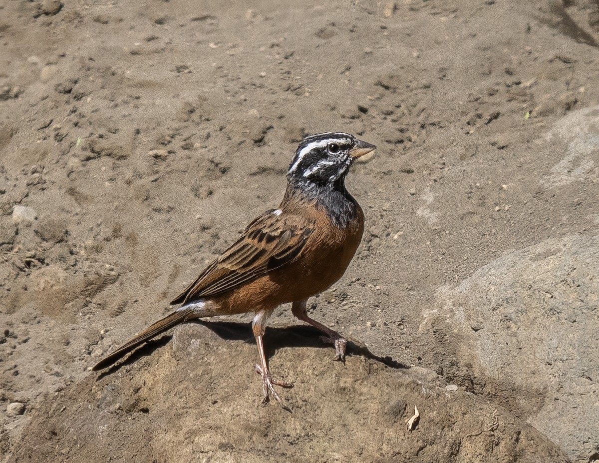 Cinnamon-breasted Bunting - ML646141006