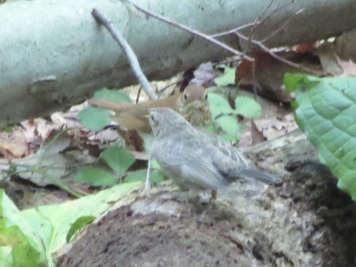 viriskogtrost - ML646141016