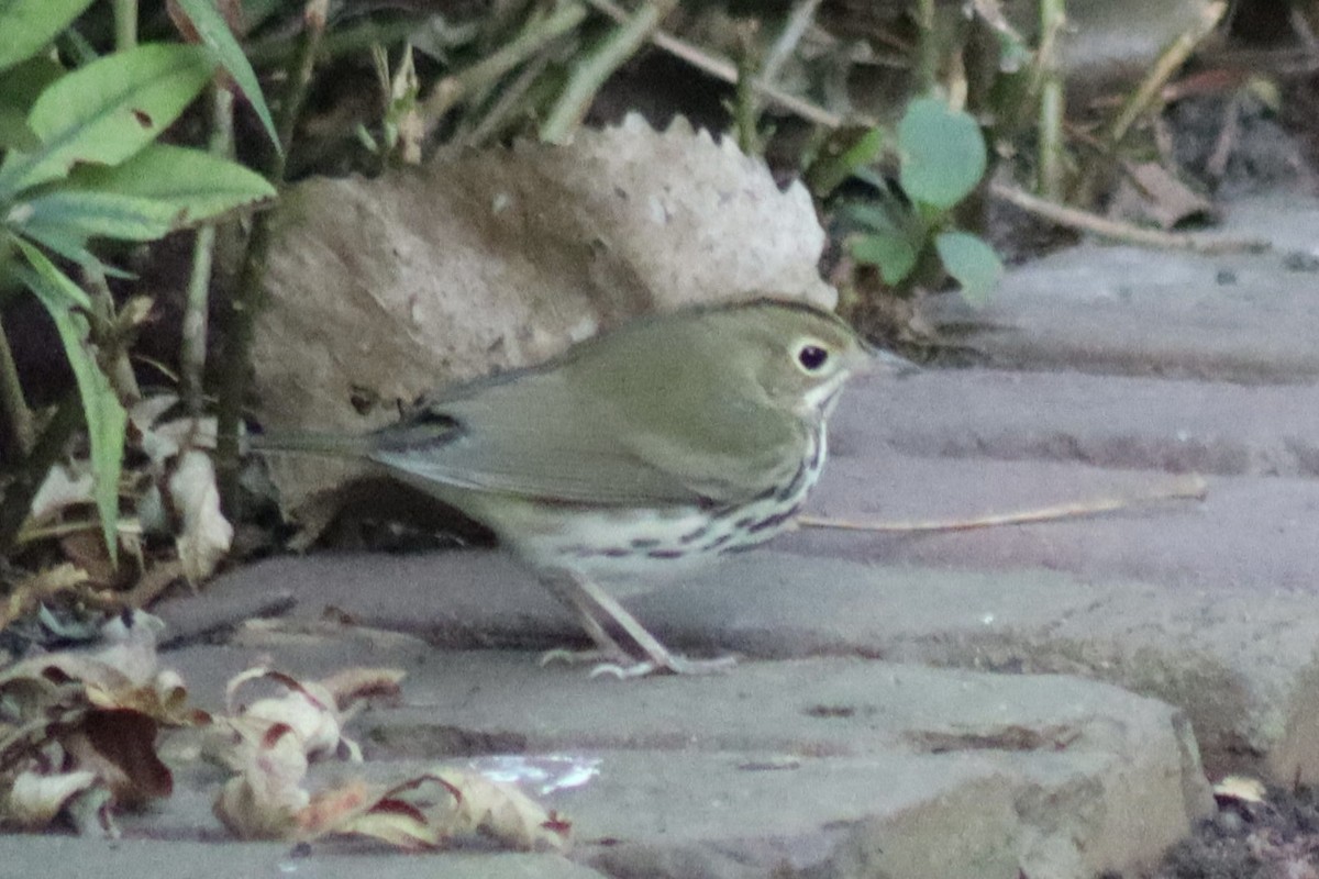Ovenbird - ML646141025