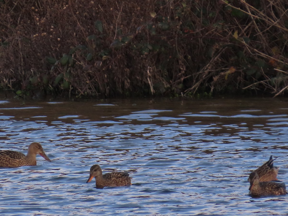 オカヨシガモ - ML646141033