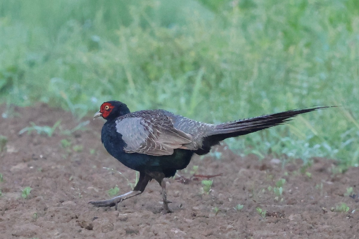 Fagiano verde - ML646141034