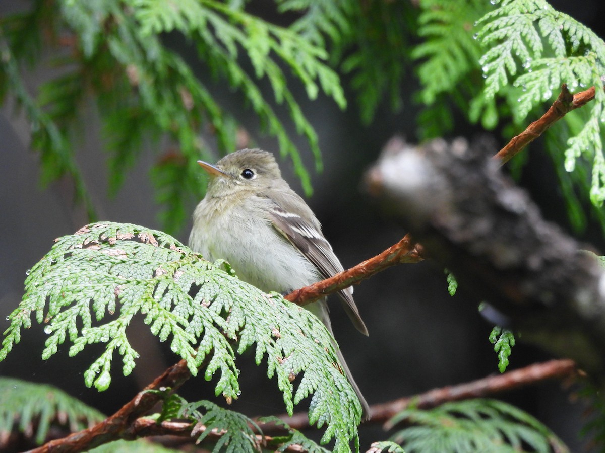Western Flycatcher - ML646141035
