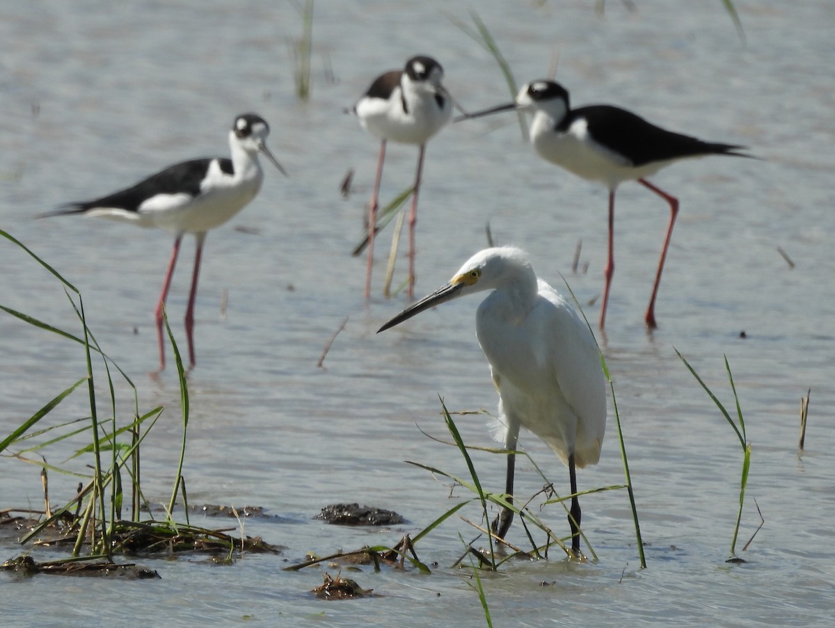 Snowy Egret - ML646141037