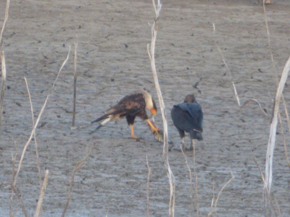 Crested Caracara - ML646141040