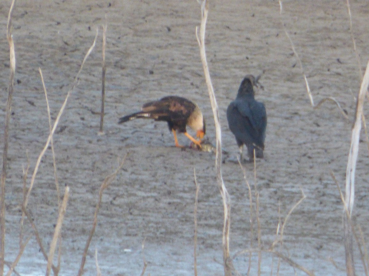 Crested Caracara - ML646141041