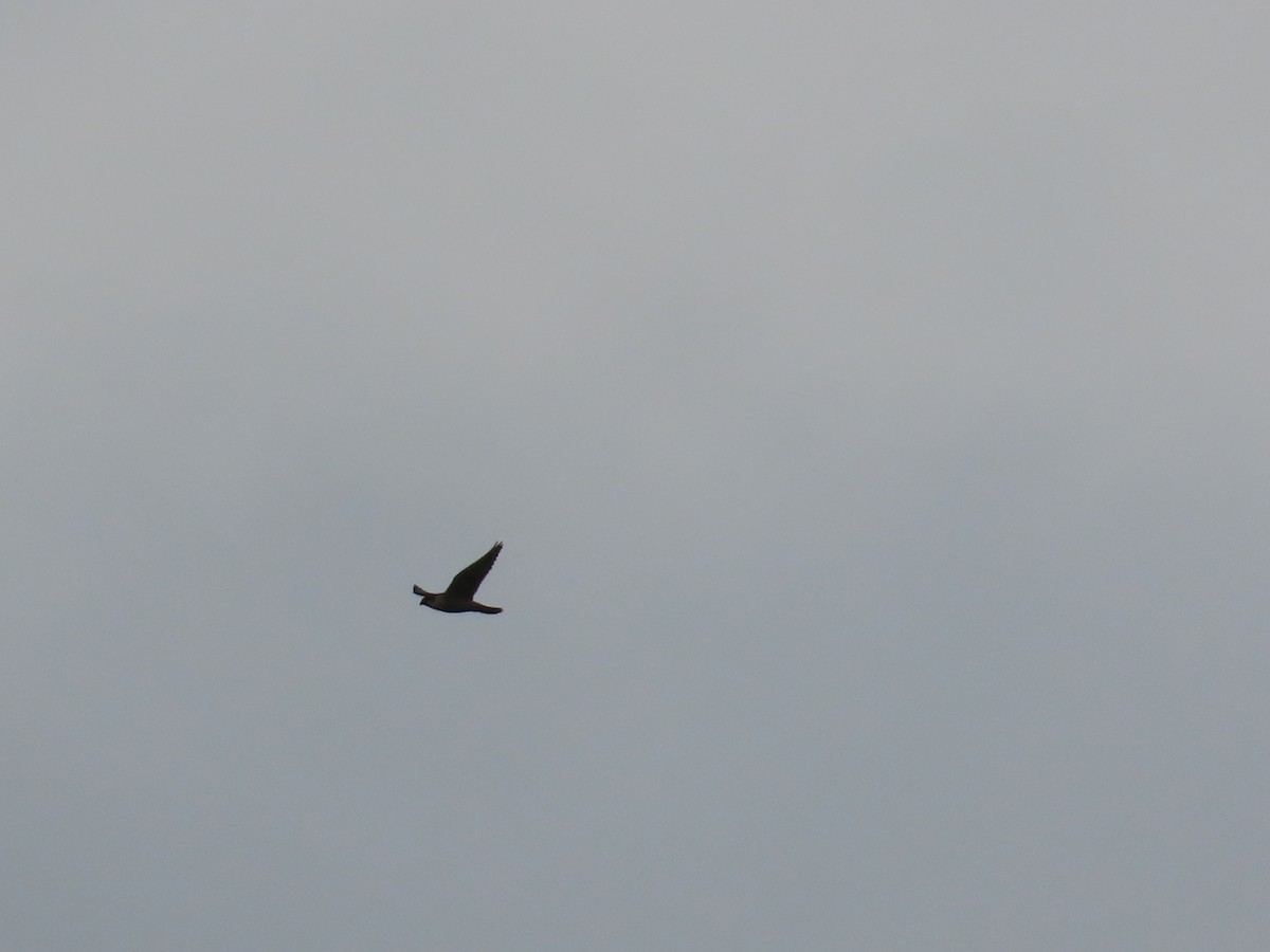 Peregrine Falcon - ML646141050