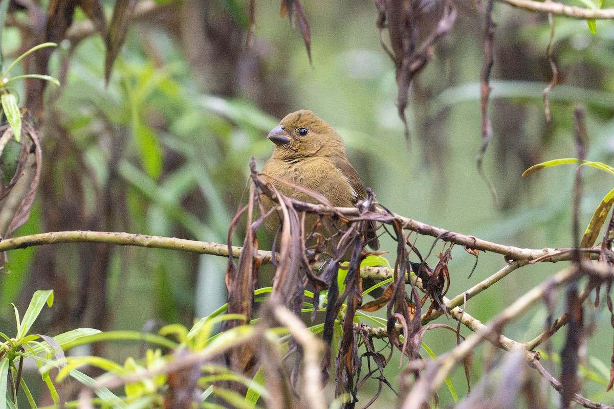 Variable Seedeater - ML646141051