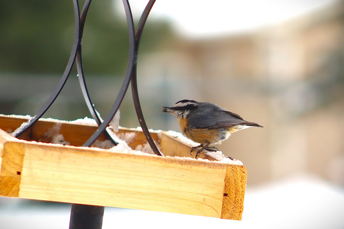 Red-breasted Nuthatch - ML646141057