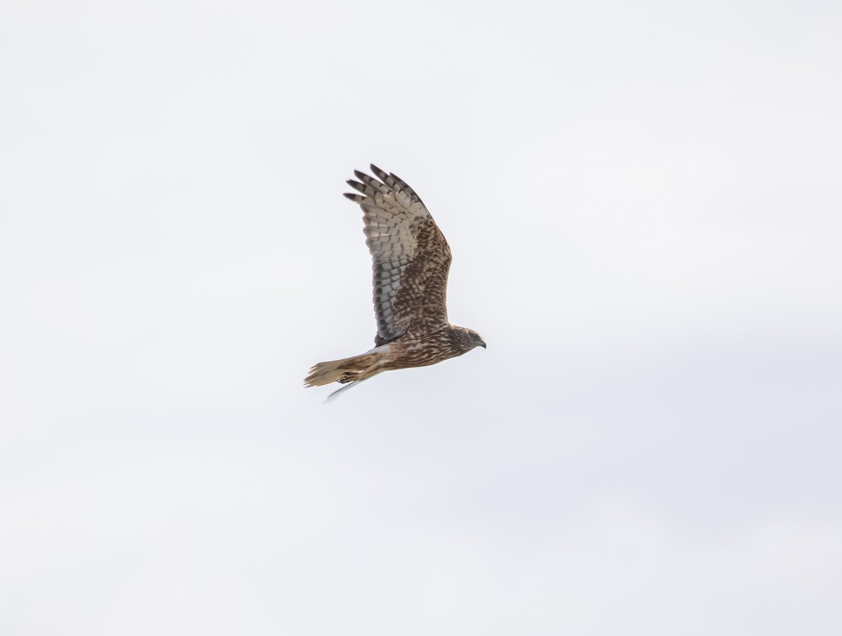 Swamp Harrier - ML646141072