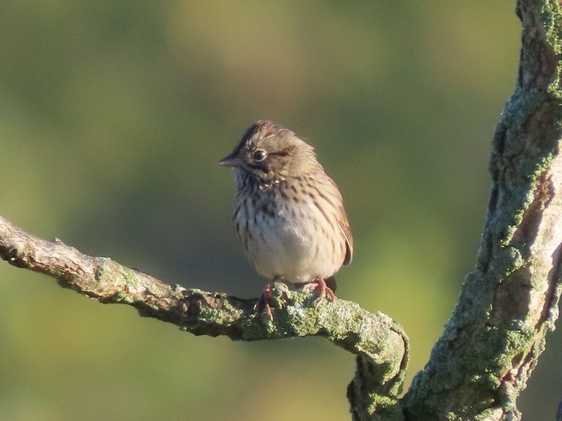 strnadec pruhohlavý - ML646141073