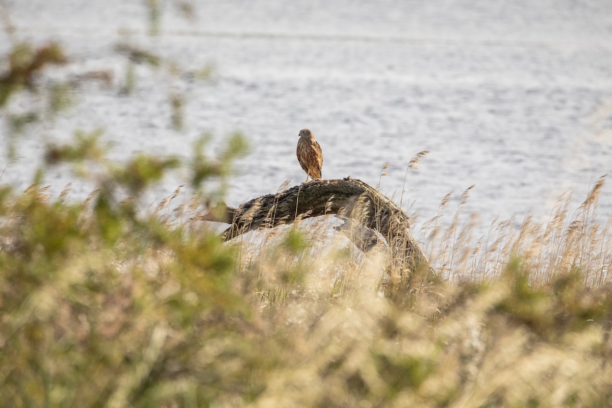 Swamp Harrier - ML646141075