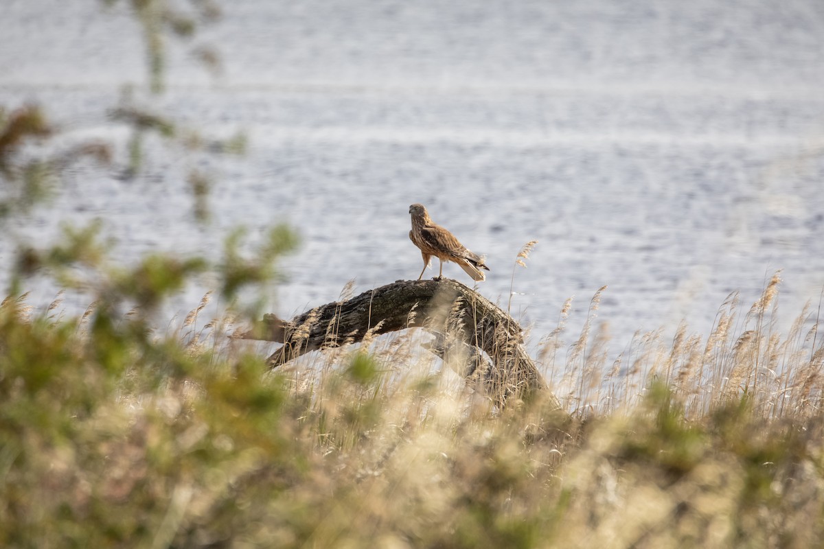 Swamp Harrier - ML646141076