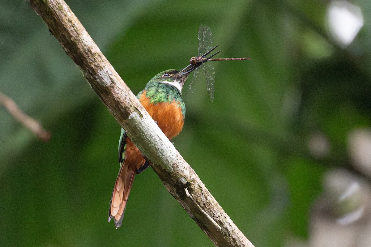 Rufous-tailed Jacamar - ML646141077