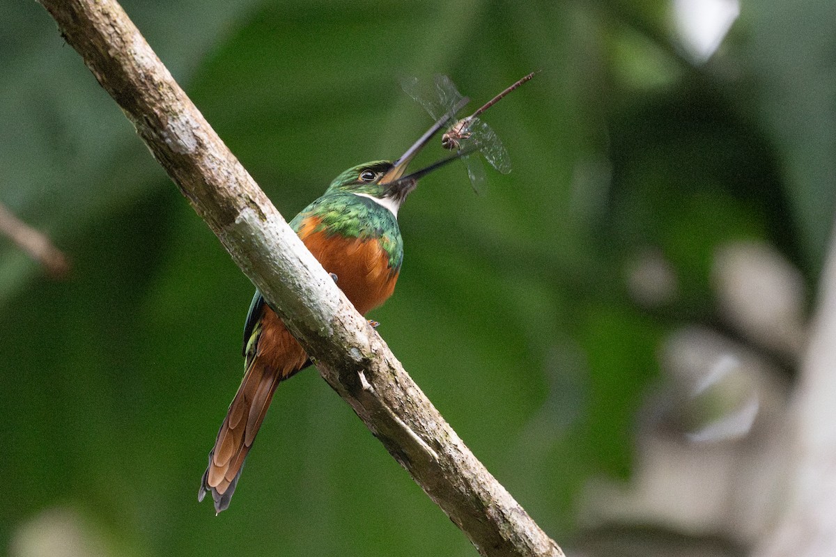 Rufous-tailed Jacamar - ML646141078