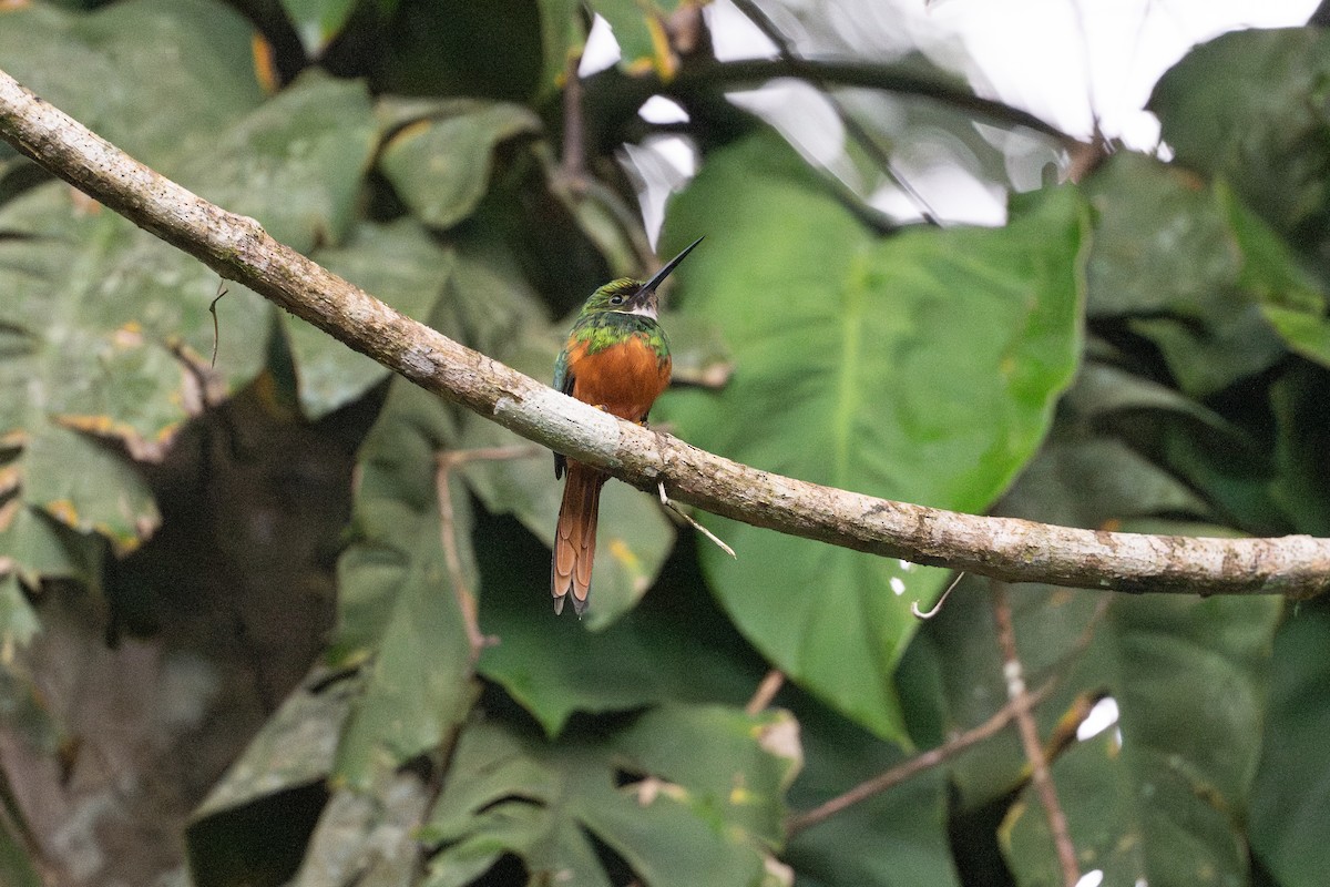 Rufous-tailed Jacamar - ML646141079