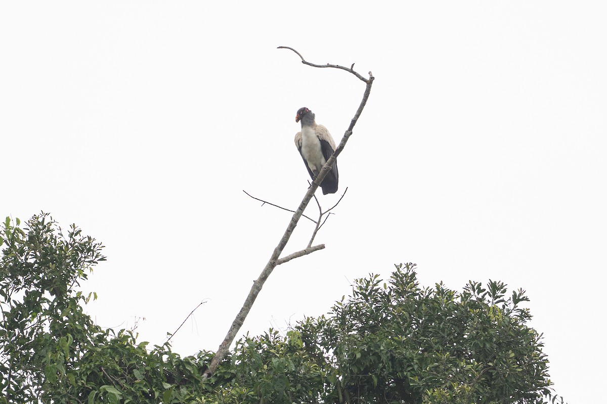 King Vulture - ML646141084