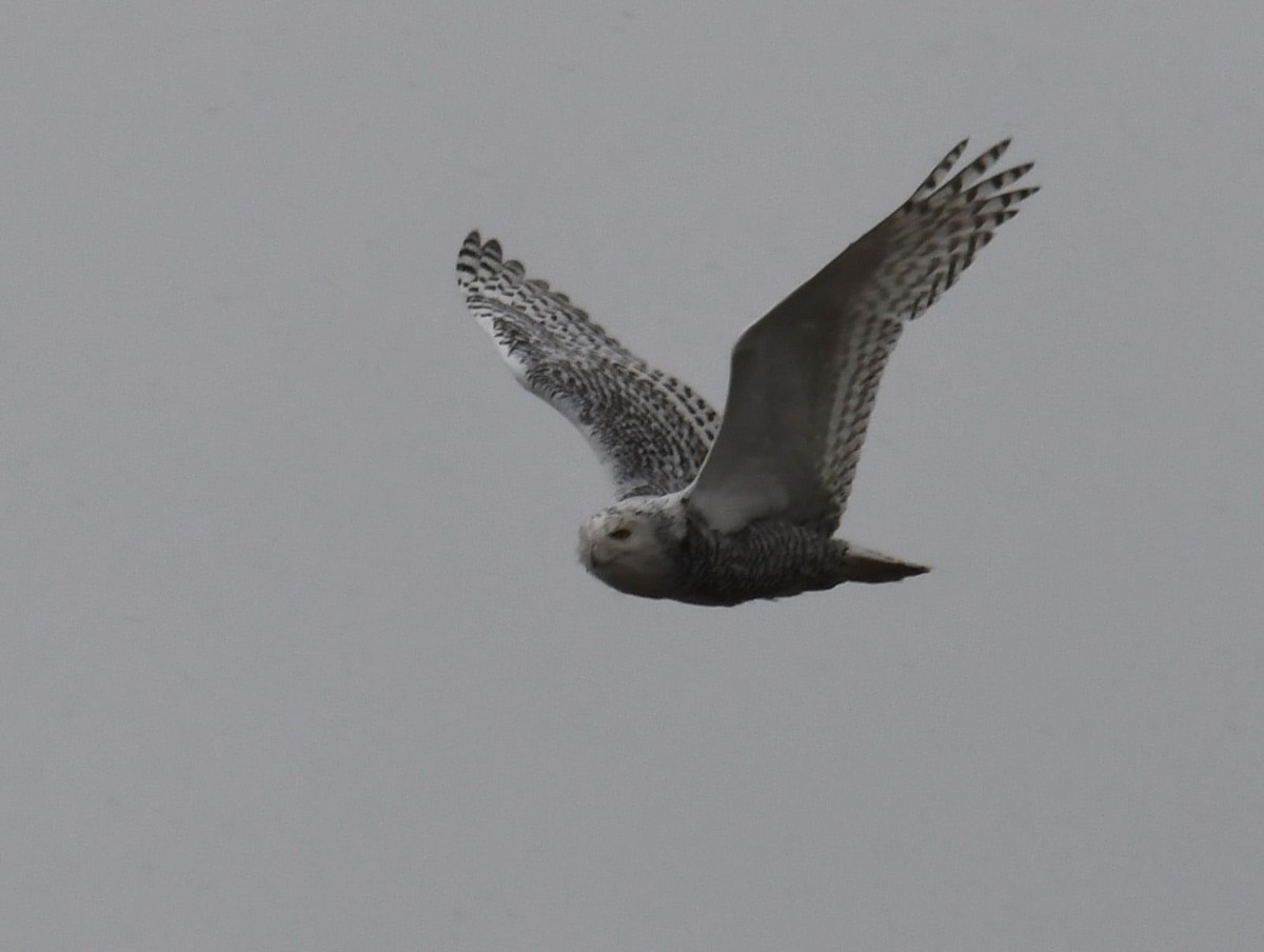 Snowy Owl - ML646141088