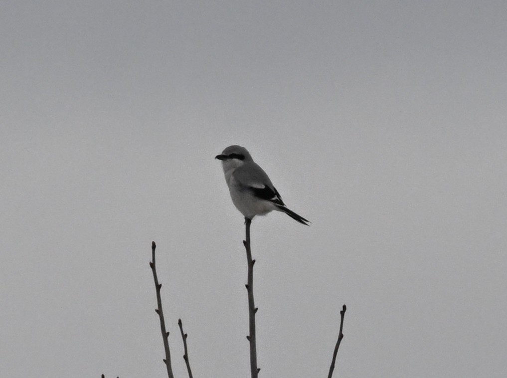 borealvarsler - ML646141090