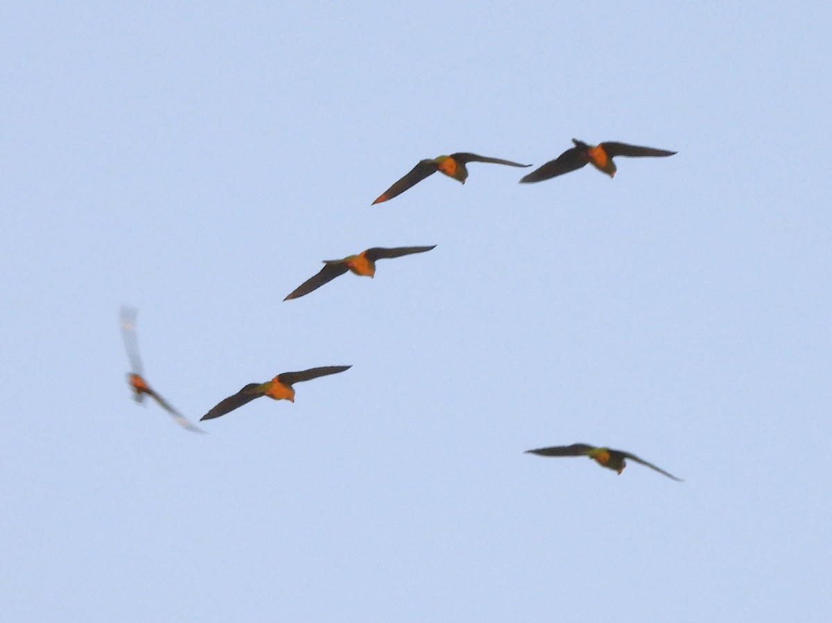 Green Parakeet - ML646141091