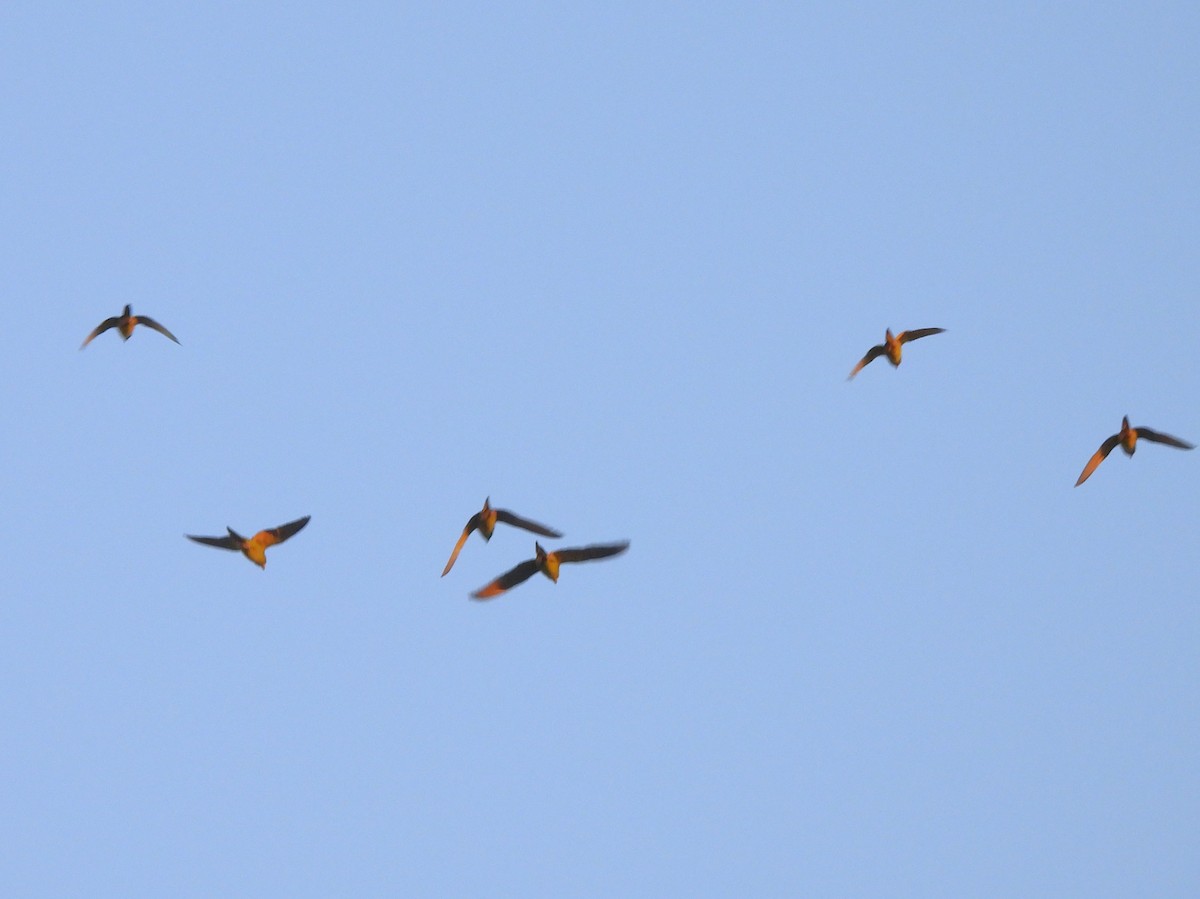 Green Parakeet - ML646141092