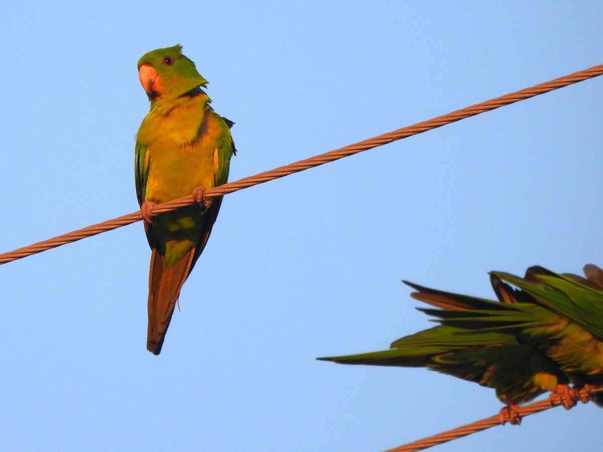 Green Parakeet - ML646141093