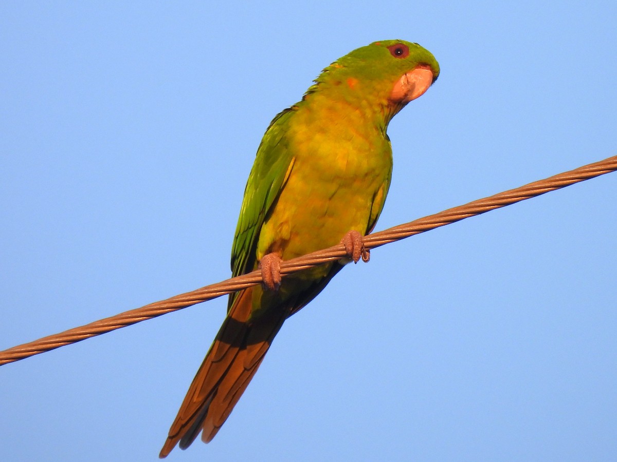 Green Parakeet - ML646141094