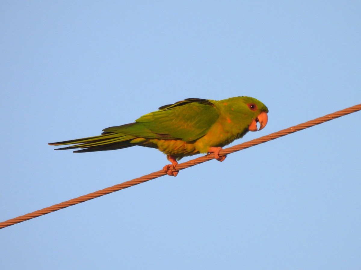 Green Parakeet - ML646141095