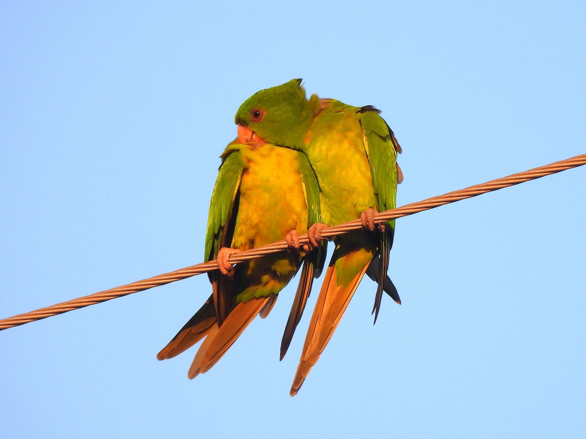 Green Parakeet - ML646141096