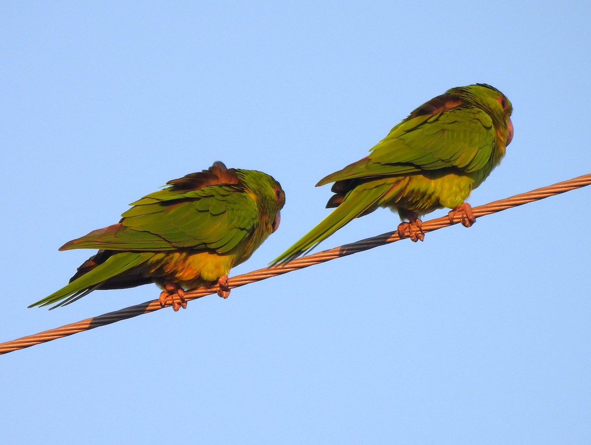 Green Parakeet - ML646141097