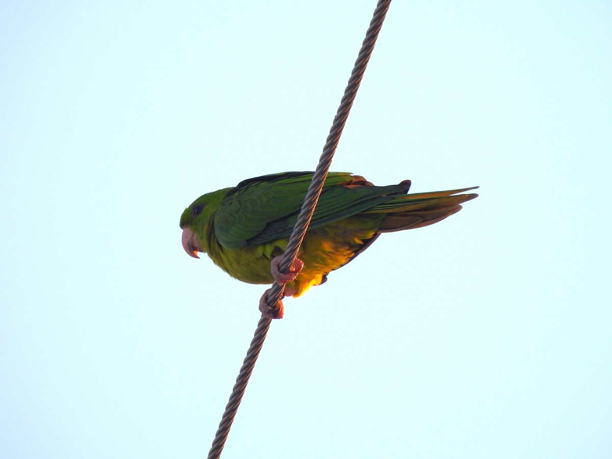 Green Parakeet - ML646141098