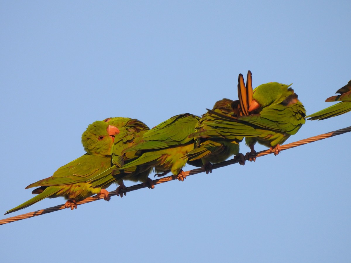 Green Parakeet - ML646141099