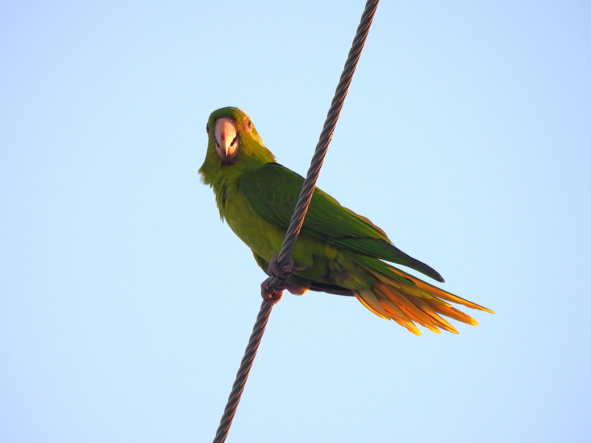 Green Parakeet - ML646141100