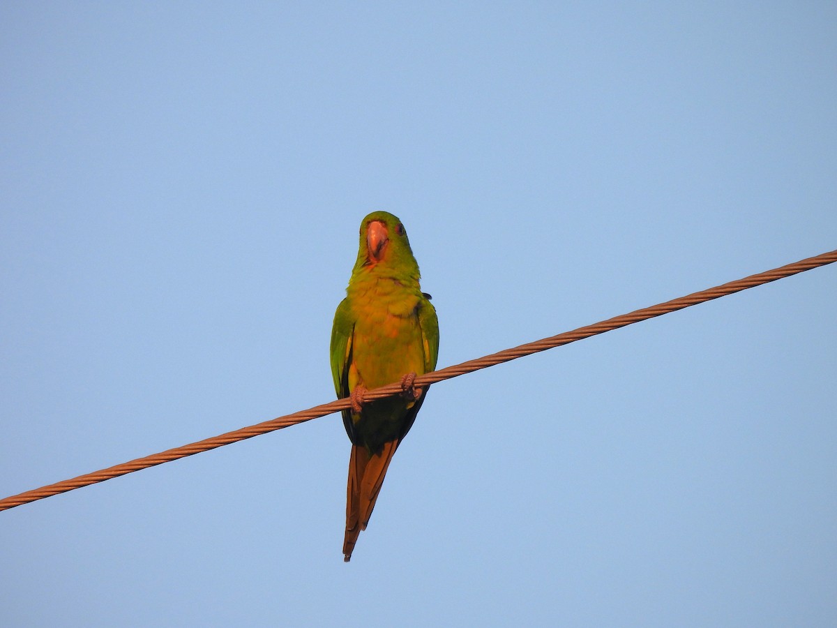 Green Parakeet - ML646141101