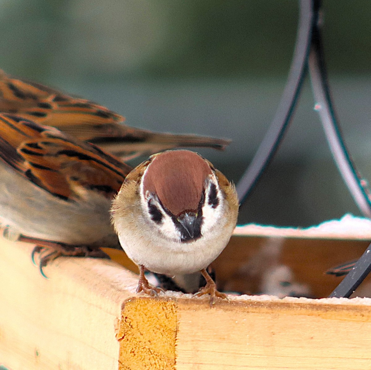 Eurasian Tree Sparrow - ML646141103