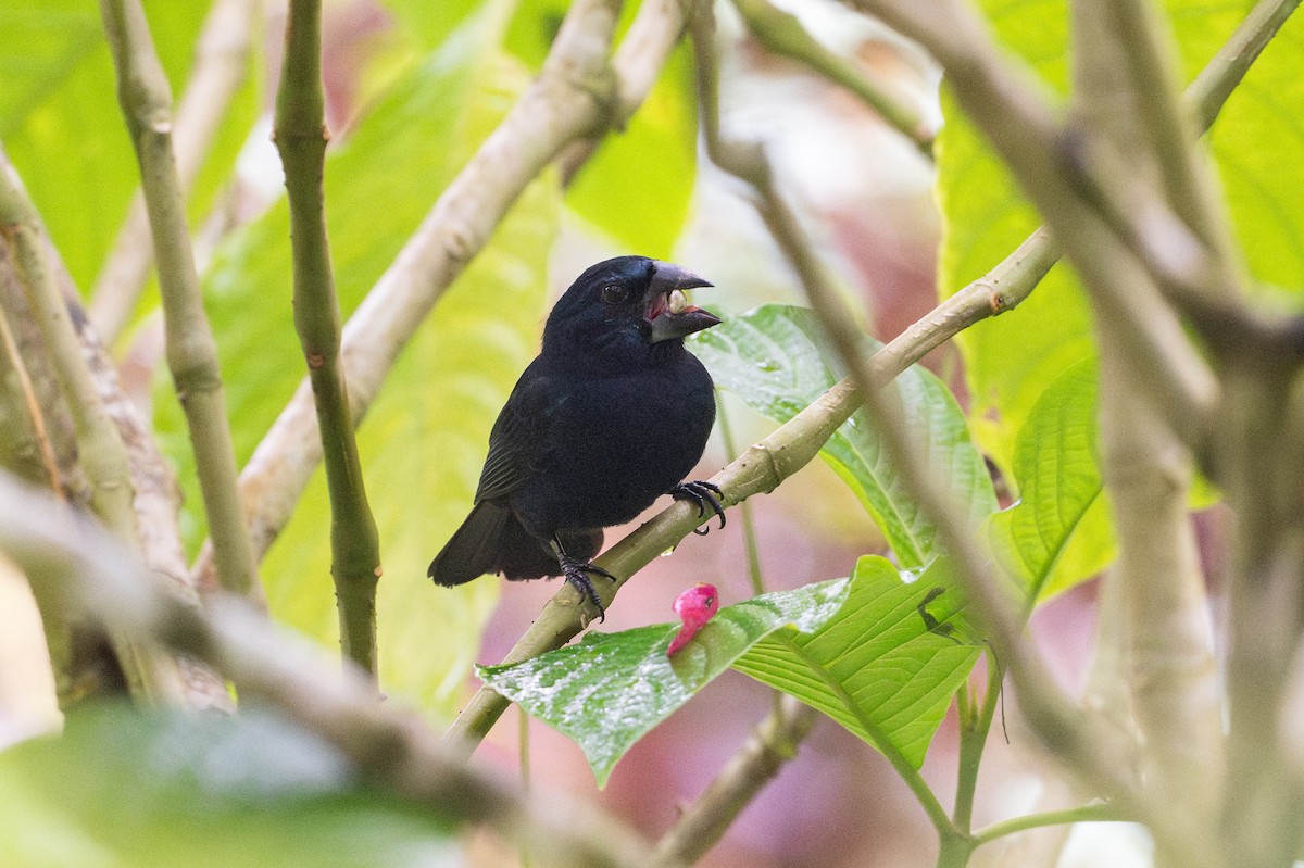 Blue-black Grosbeak - ML646141104