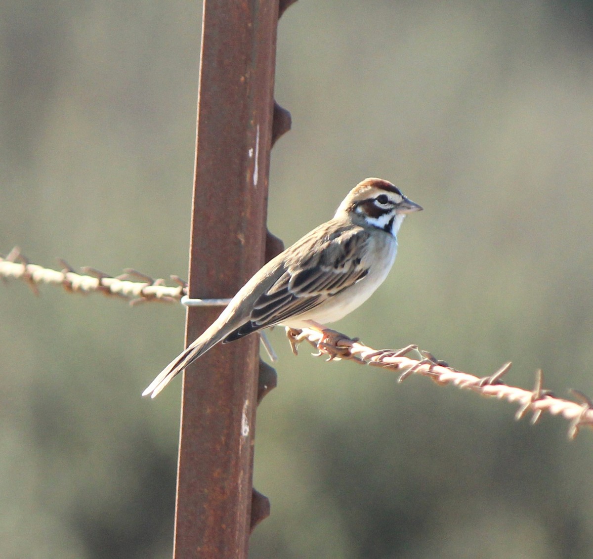 Lark Sparrow - ML646141115