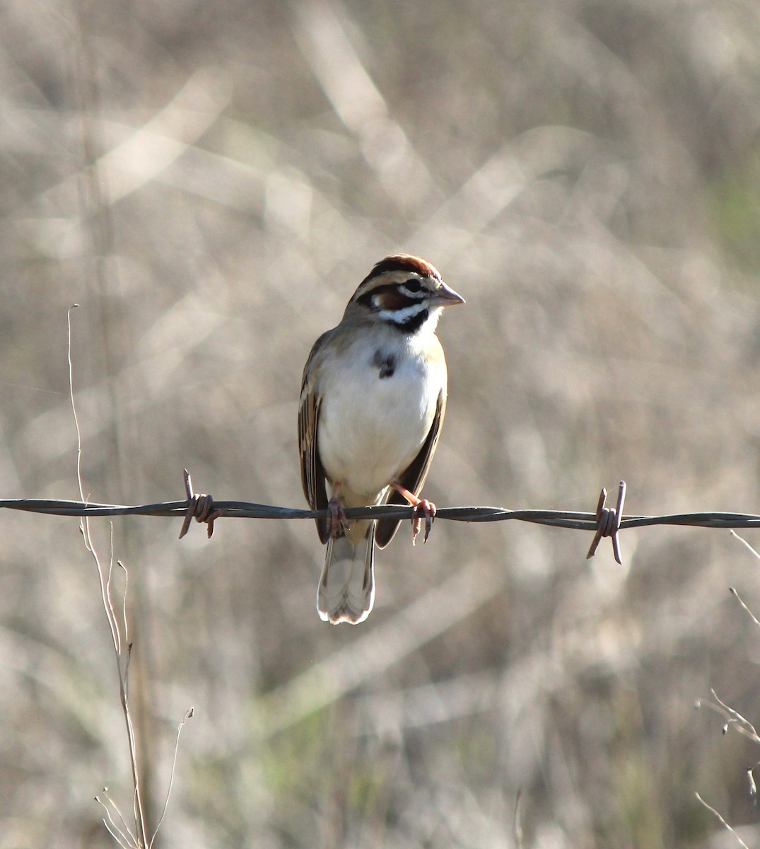 Lark Sparrow - ML646141116