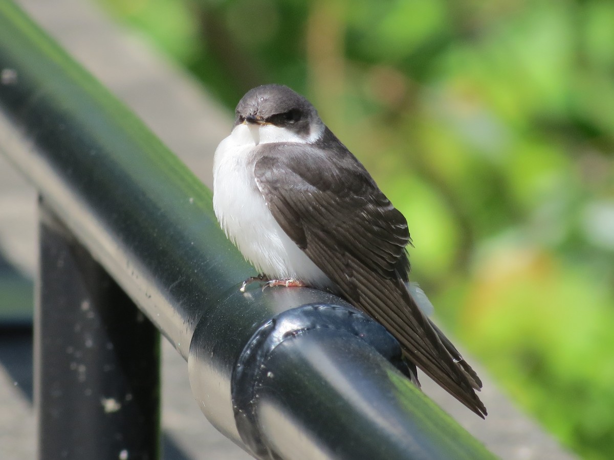 Tree Swallow - ML646141120