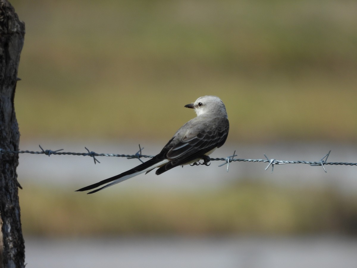 Scissor-tailed Flycatcher - ML646141143