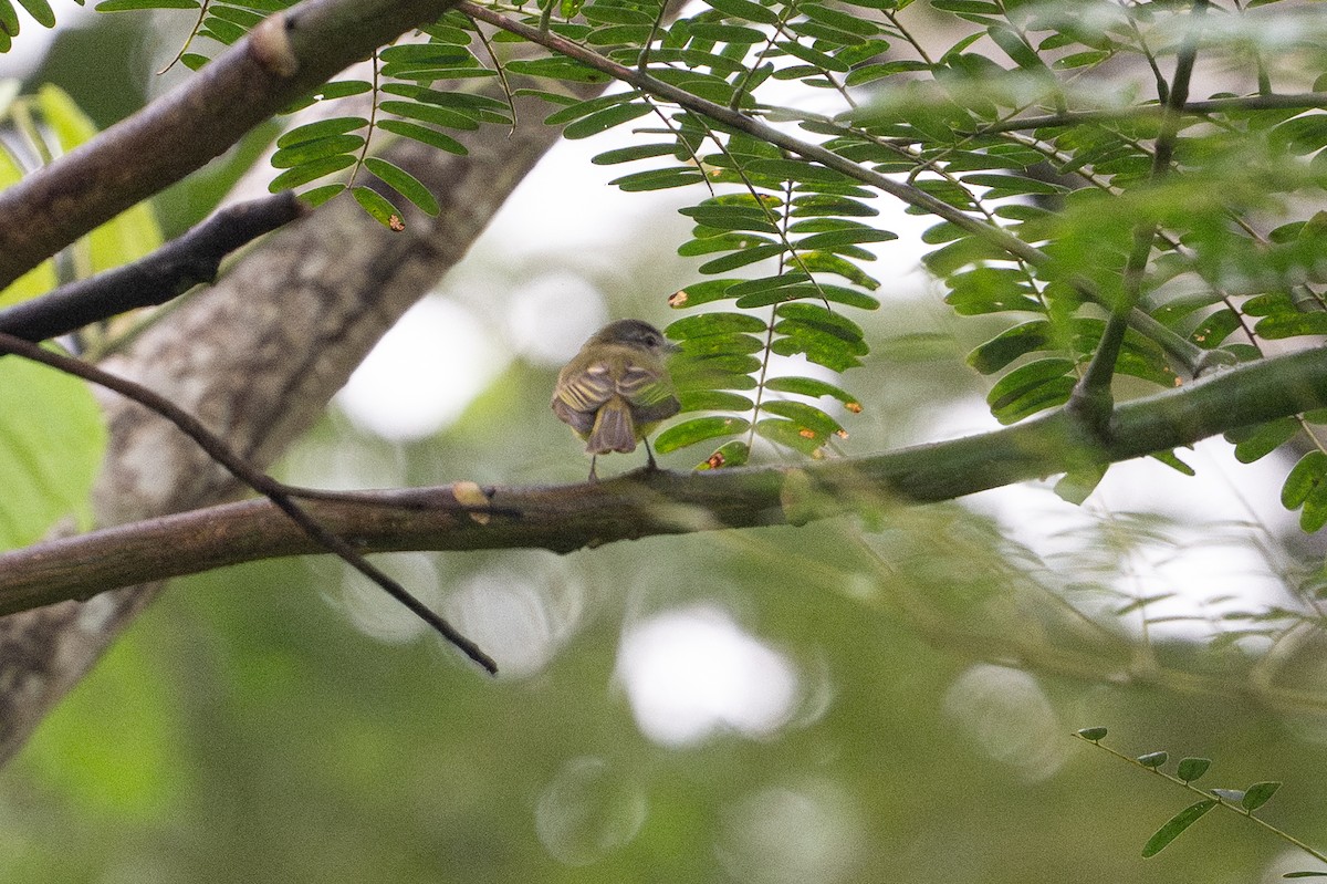 Yellow-olive Flatbill - ML646141158