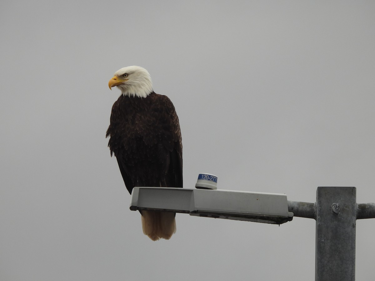 Bald Eagle - ML646141159
