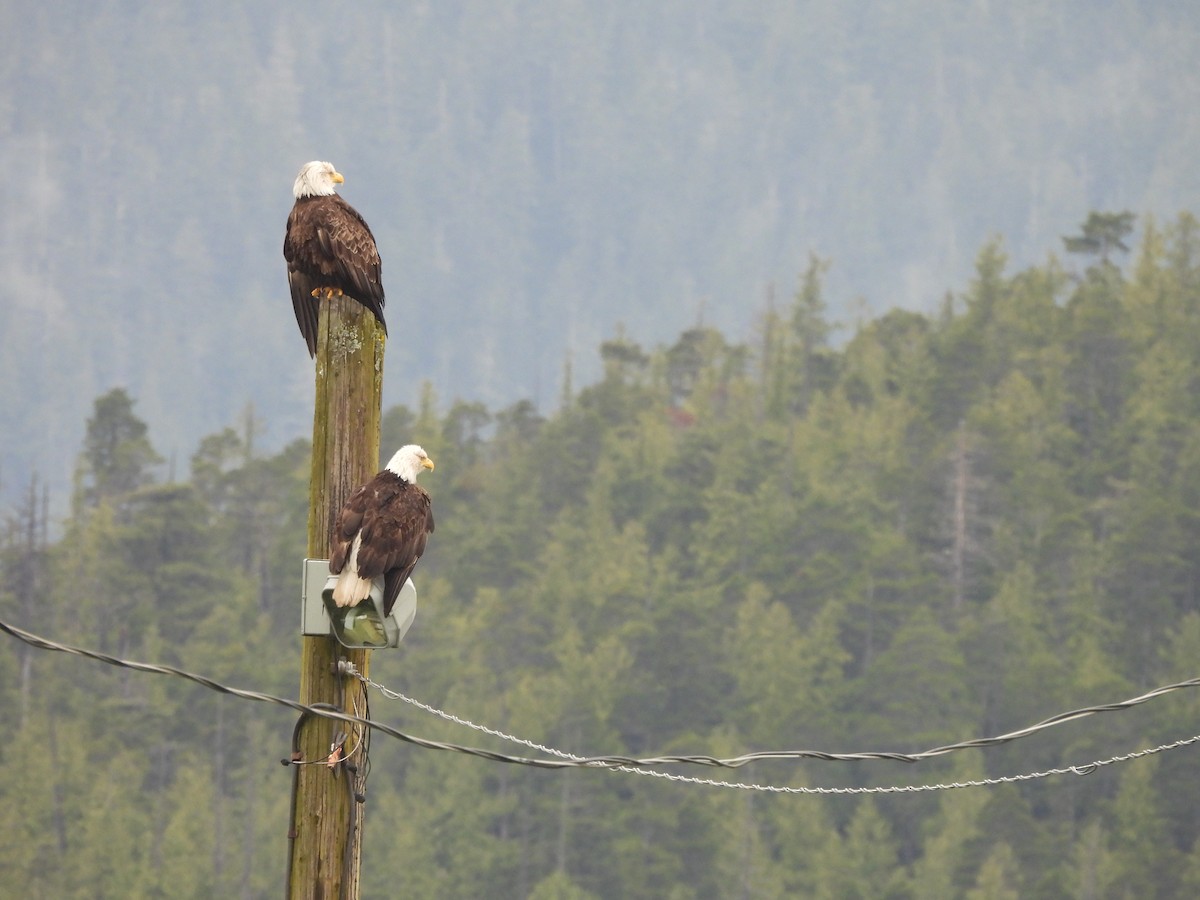 Bald Eagle - ML646141160