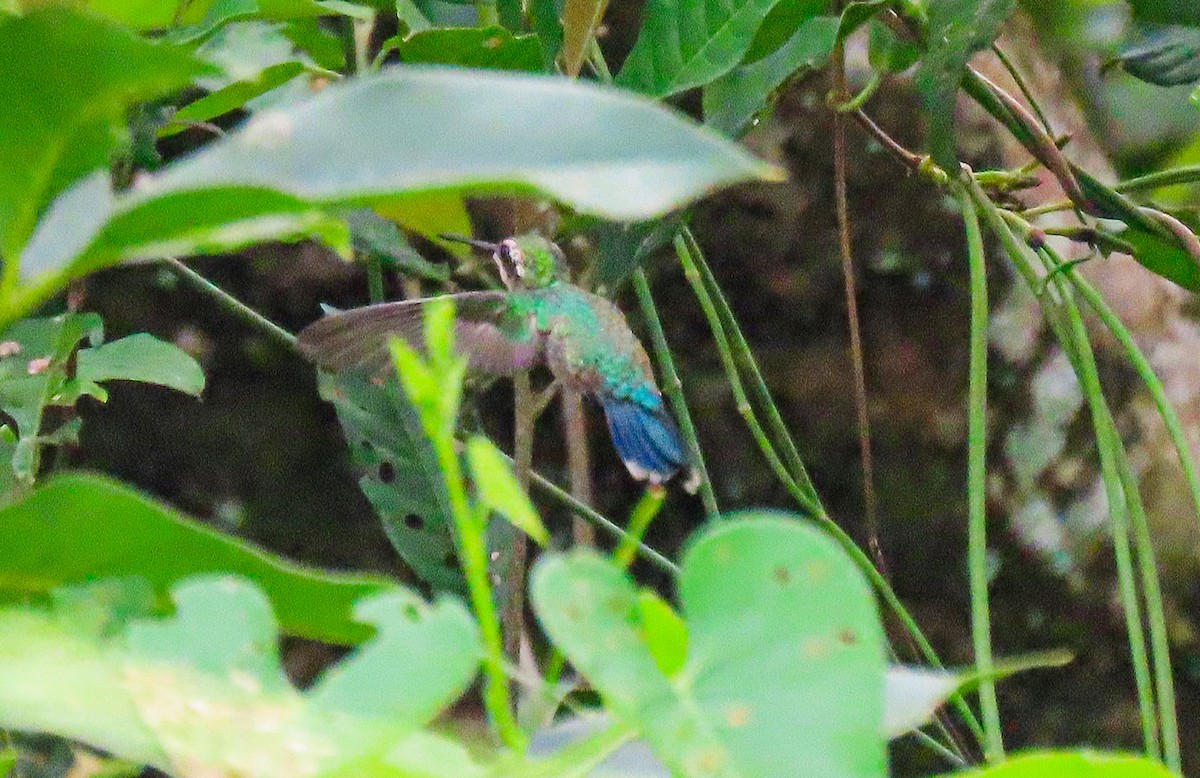 Blue-tailed Emerald - ML646141162