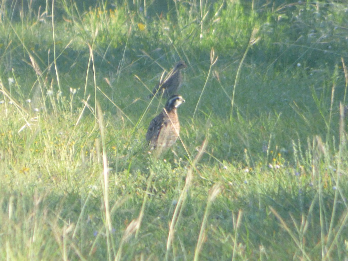 Northern Bobwhite - ML646141165