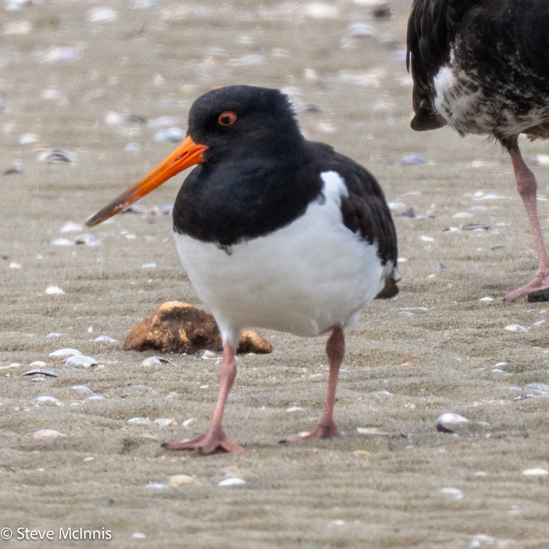 South Island Oystercatcher - ML646141166