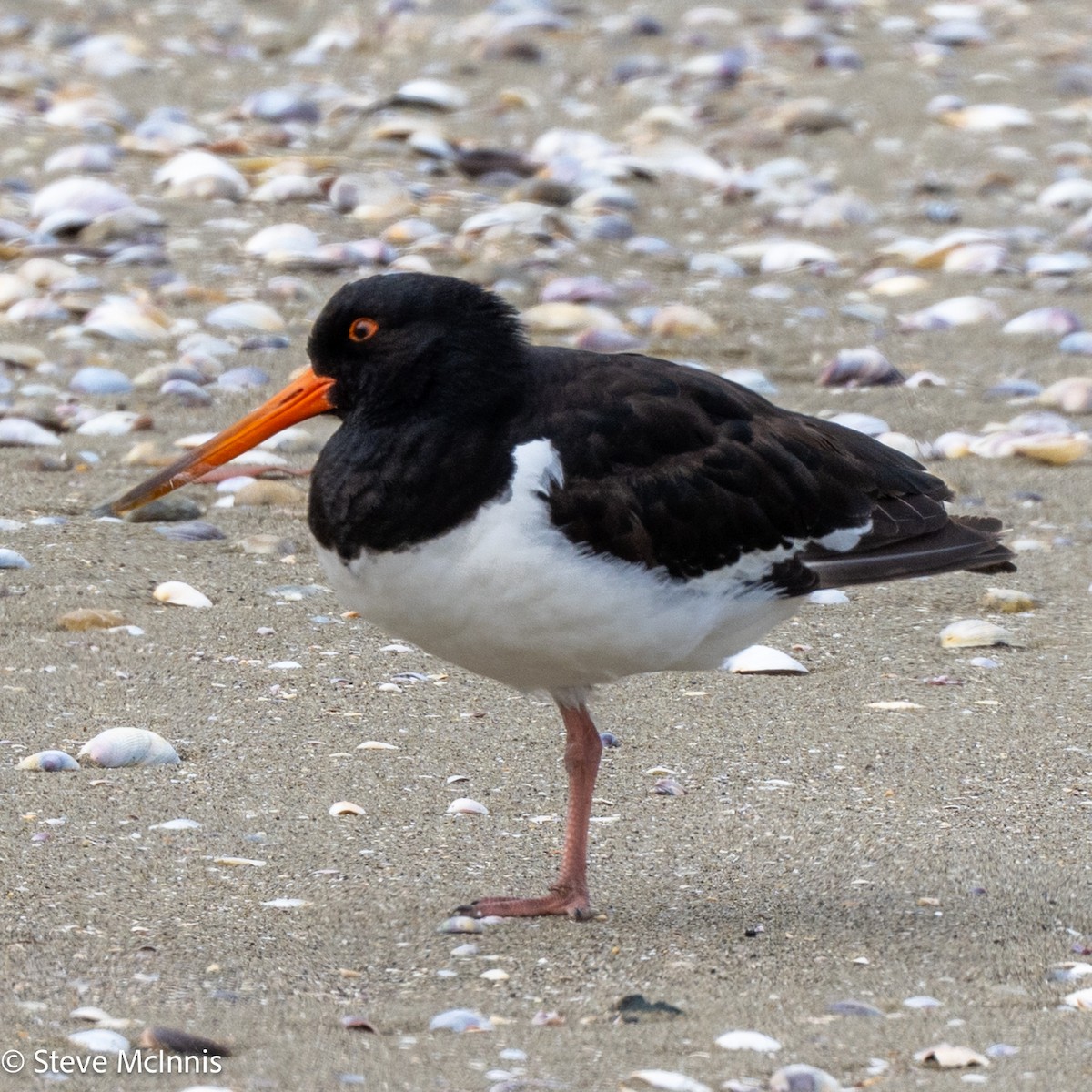 South Island Oystercatcher - ML646141167
