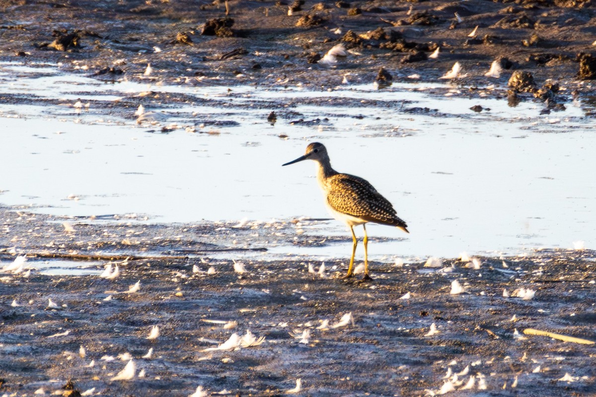 Greater Yellowlegs - ML646141168