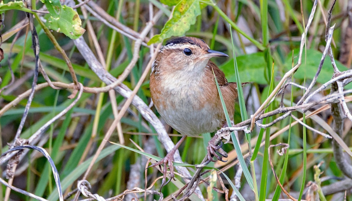 Marsh Wren - ML646141171