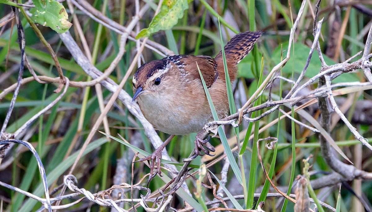 Marsh Wren - ML646141172