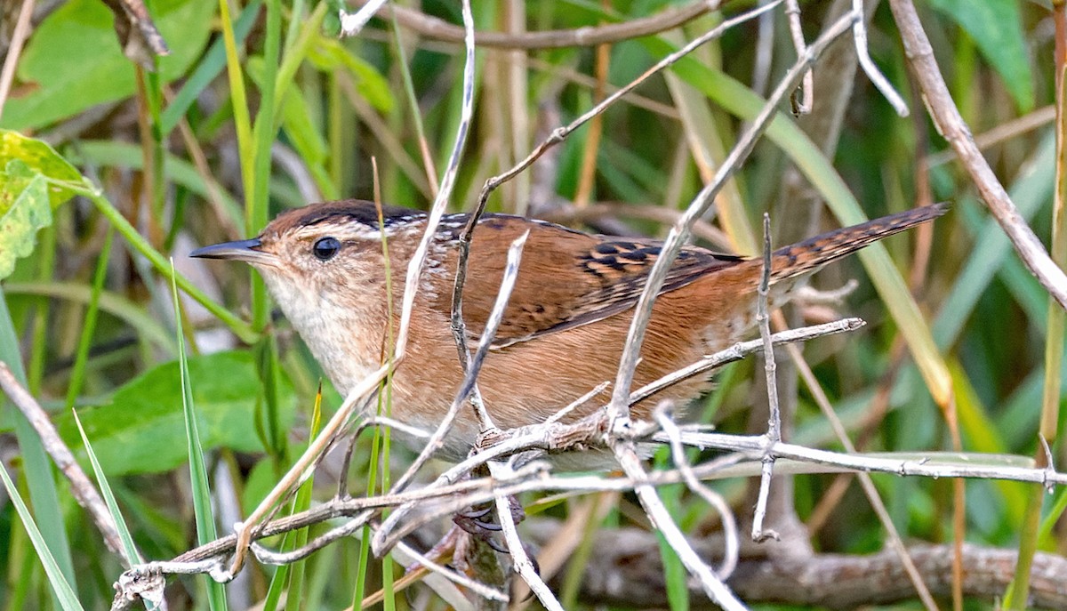 Marsh Wren - ML646141173